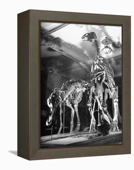 Skeletons of Dinosaurs Being Displayed at the American Museum of Natural History-Hansel Mieth-Framed Premier Image Canvas