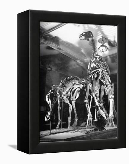 Skeletons of Dinosaurs Being Displayed at the American Museum of Natural History-Hansel Mieth-Framed Premier Image Canvas