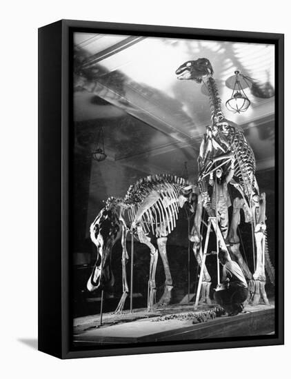 Skeletons of Dinosaurs Being Displayed at the American Museum of Natural History-Hansel Mieth-Framed Premier Image Canvas