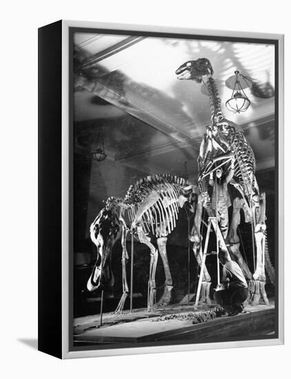 Skeletons of Dinosaurs Being Displayed at the American Museum of Natural History-Hansel Mieth-Framed Premier Image Canvas