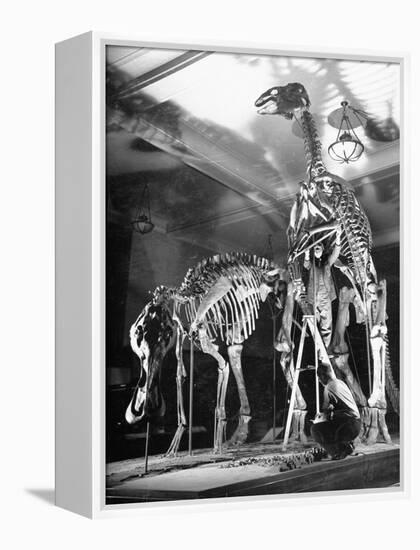 Skeletons of Dinosaurs Being Displayed at the American Museum of Natural History-Hansel Mieth-Framed Premier Image Canvas