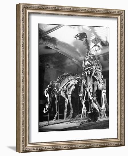 Skeletons of Dinosaurs Being Displayed at the American Museum of Natural History-Hansel Mieth-Framed Photographic Print