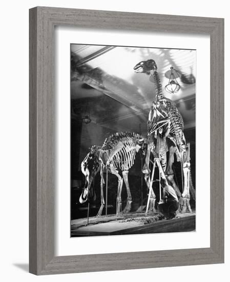 Skeletons of Dinosaurs Being Displayed at the American Museum of Natural History-Hansel Mieth-Framed Photographic Print