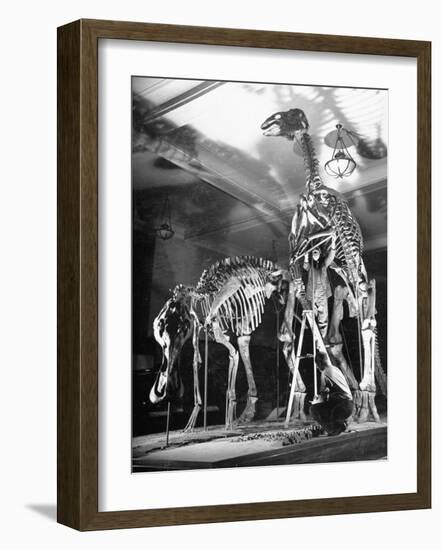 Skeletons of Dinosaurs Being Displayed at the American Museum of Natural History-Hansel Mieth-Framed Photographic Print