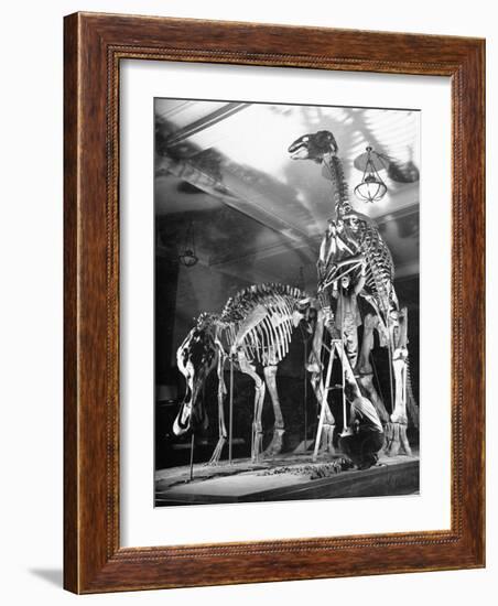 Skeletons of Dinosaurs Being Displayed at the American Museum of Natural History-Hansel Mieth-Framed Photographic Print