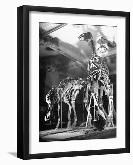 Skeletons of Dinosaurs Being Displayed at the American Museum of Natural History-Hansel Mieth-Framed Photographic Print