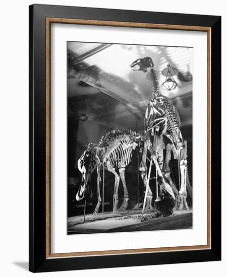 Skeletons of Dinosaurs Being Displayed at the American Museum of Natural History-Hansel Mieth-Framed Photographic Print