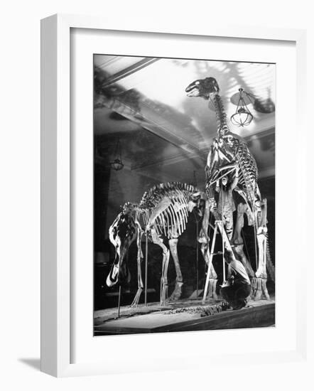 Skeletons of Dinosaurs Being Displayed at the American Museum of Natural History-Hansel Mieth-Framed Photographic Print