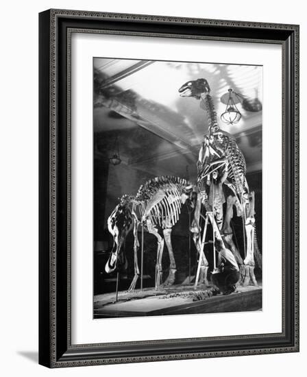 Skeletons of Dinosaurs Being Displayed at the American Museum of Natural History-Hansel Mieth-Framed Photographic Print