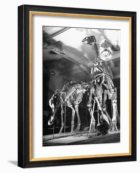 Skeletons of Dinosaurs Being Displayed at the American Museum of Natural History-Hansel Mieth-Framed Photographic Print