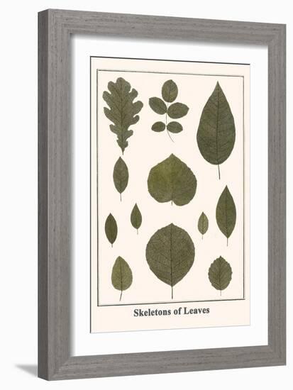 Skeletons of Leaves-Albertus Seba-Framed Art Print