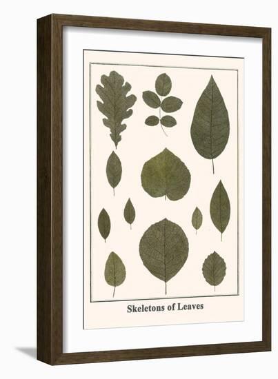 Skeletons of Leaves-Albertus Seba-Framed Art Print