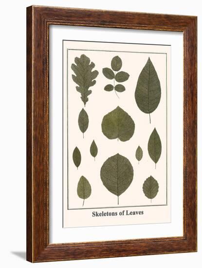 Skeletons of Leaves-Albertus Seba-Framed Art Print