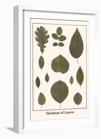 Skeletons of Leaves-Albertus Seba-Framed Art Print