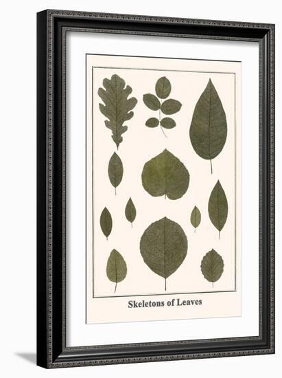 Skeletons of Leaves-Albertus Seba-Framed Art Print