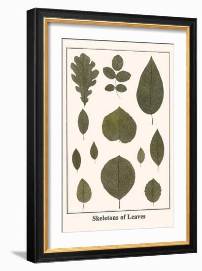 Skeletons of Leaves-Albertus Seba-Framed Art Print