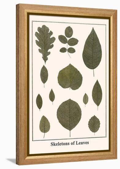 Skeletons of Leaves-Albertus Seba-Framed Stretched Canvas