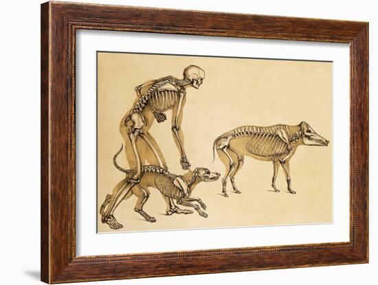 Skeletons of Man, Dog, Wild Boar, 1860-Science Source-Framed Giclee Print