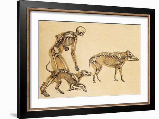 Skeletons of Man, Dog, Wild Boar, 1860-Science Source-Framed Giclee Print