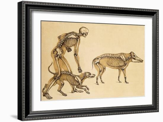 Skeletons of Man, Dog, Wild Boar, 1860-Science Source-Framed Giclee Print