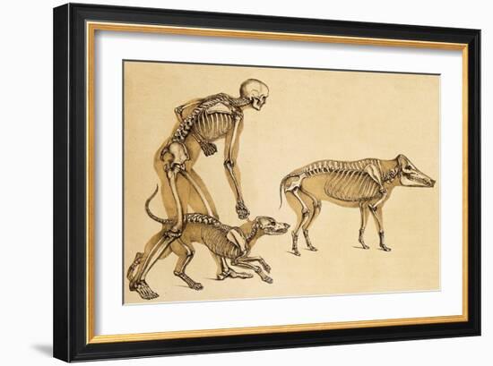 Skeletons of Man, Dog, Wild Boar, 1860-Science Source-Framed Giclee Print