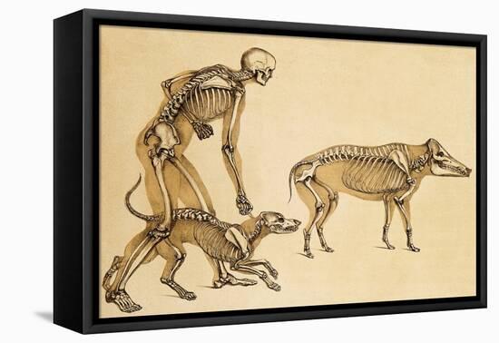 Skeletons of Man, Dog, Wild Boar, 1860-Science Source-Framed Premier Image Canvas