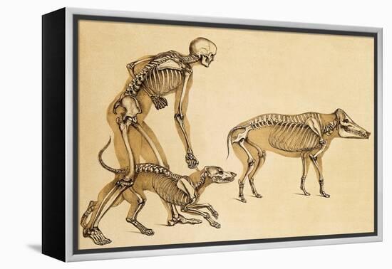 Skeletons of Man, Dog, Wild Boar, 1860-Science Source-Framed Premier Image Canvas