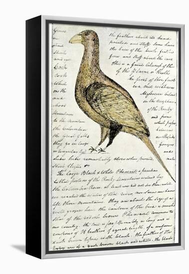 Sketch by William Clark of Cock of the Plains in the Lewis and Clark Expedition Diary-null-Framed Premier Image Canvas