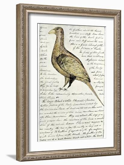 Sketch by William Clark of Cock of the Plains in the Lewis and Clark Expedition Diary-null-Framed Giclee Print