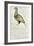 Sketch by William Clark of Cock of the Plains in the Lewis and Clark Expedition Diary-null-Framed Giclee Print