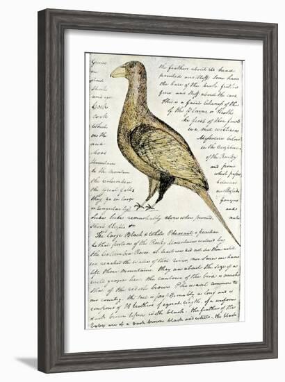 Sketch by William Clark of Cock of the Plains in the Lewis and Clark Expedition Diary-null-Framed Giclee Print