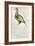 Sketch by William Clark of Cock of the Plains in the Lewis and Clark Expedition Diary-null-Framed Giclee Print