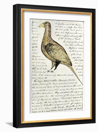 Sketch by William Clark of Cock of the Plains in the Lewis and Clark Expedition Diary-null-Framed Giclee Print