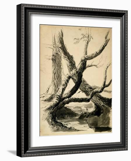 Sketch of Tree Trunks, C.1825-40 (Black Ink, Pen, Wash & Pencil on White Paper)-Thomas Cole-Framed Giclee Print