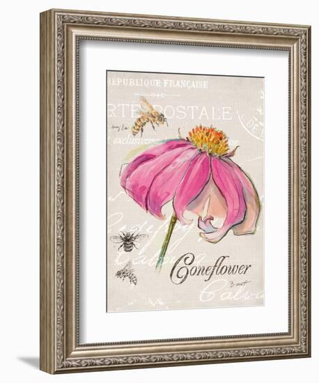 Sketchbook Coneflower-Chad Barrett-Framed Premium Giclee Print