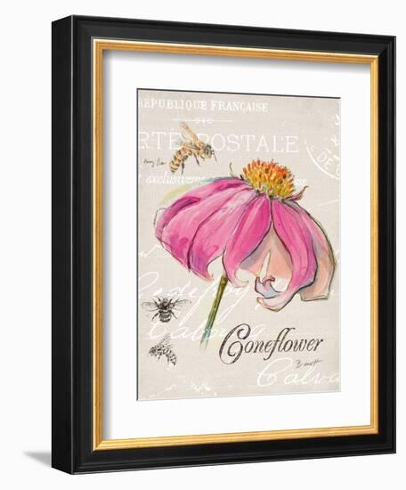 Sketchbook Coneflower-Chad Barrett-Framed Premium Giclee Print