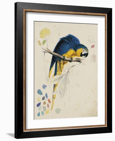 Sketchbook Macaw I-Edward Lear-Framed Giclee Print