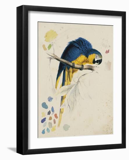 Sketchbook Macaw I-Edward Lear-Framed Giclee Print