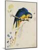 Sketchbook Macaw I-Edward Lear-Mounted Giclee Print