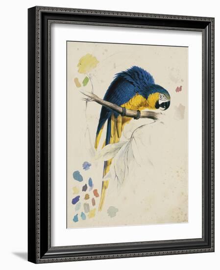 Sketchbook Macaw I-Edward Lear-Framed Giclee Print