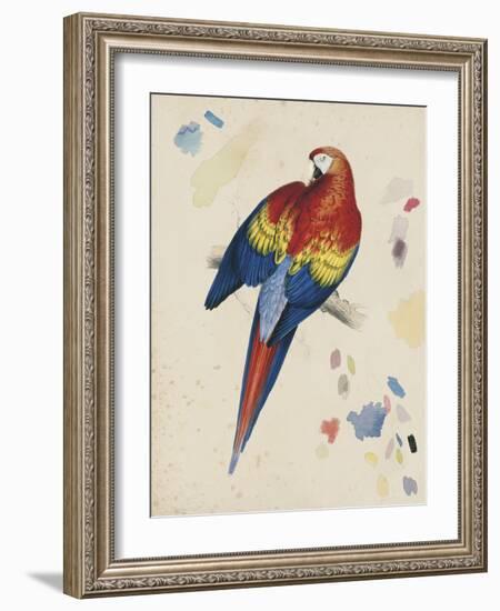 Sketchbook Macaw II-Edward Lear-Framed Giclee Print