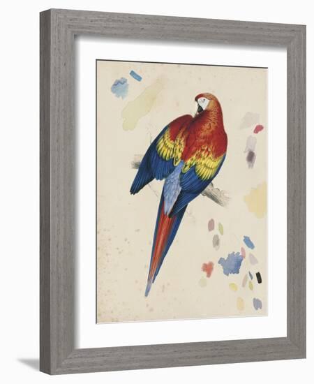 Sketchbook Macaw II-Edward Lear-Framed Giclee Print