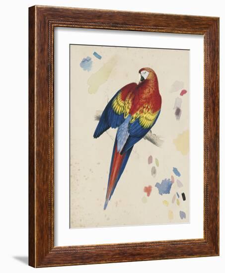 Sketchbook Macaw II-Edward Lear-Framed Giclee Print