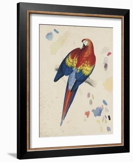 Sketchbook Macaw II-Edward Lear-Framed Giclee Print