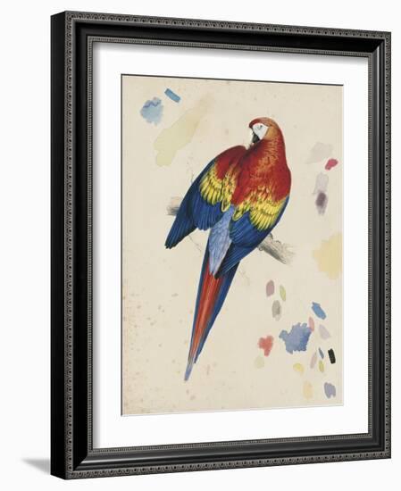 Sketchbook Macaw II-Edward Lear-Framed Giclee Print