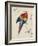 Sketchbook Macaw II-Edward Lear-Framed Giclee Print