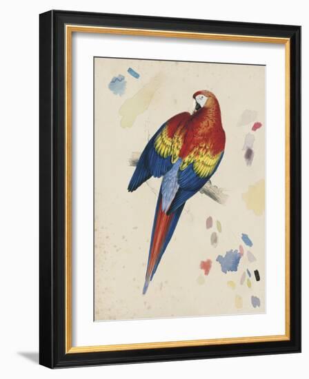 Sketchbook Macaw II-Edward Lear-Framed Giclee Print