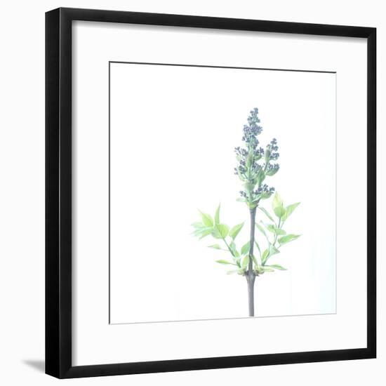 Sketched by Lilac Light-Jacob Berghoef-Framed Photographic Print