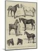 Sketches at the Islington Horse Show-Alfred Chantrey Corbould-Mounted Giclee Print