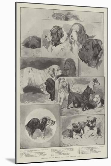 Sketches at the Kennel Club Show, Crystal Palace-null-Mounted Giclee Print